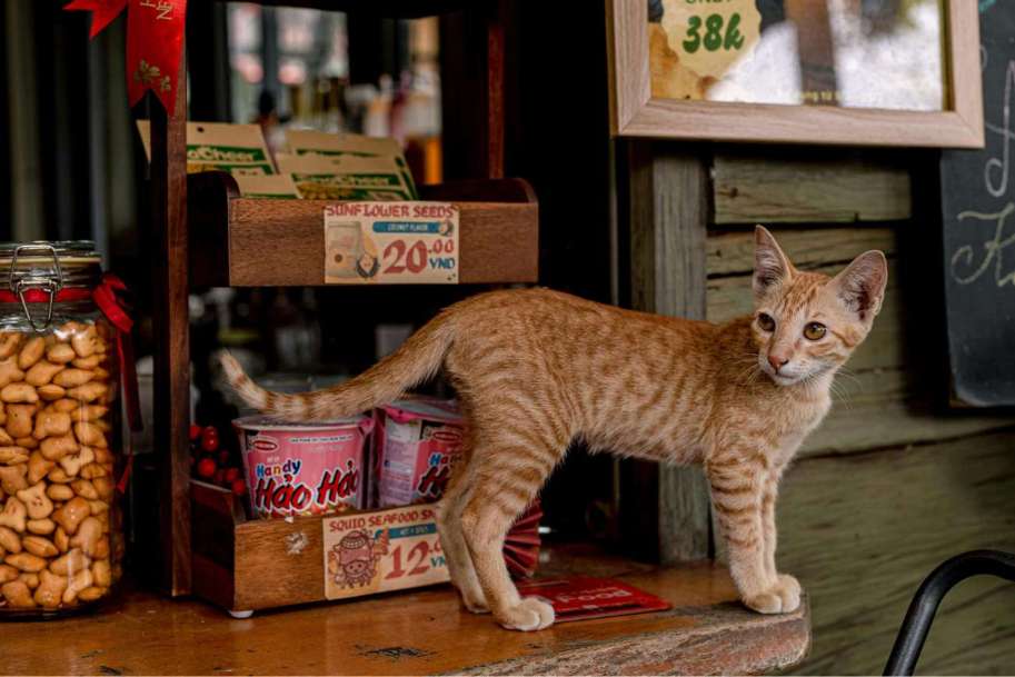 Pet shops