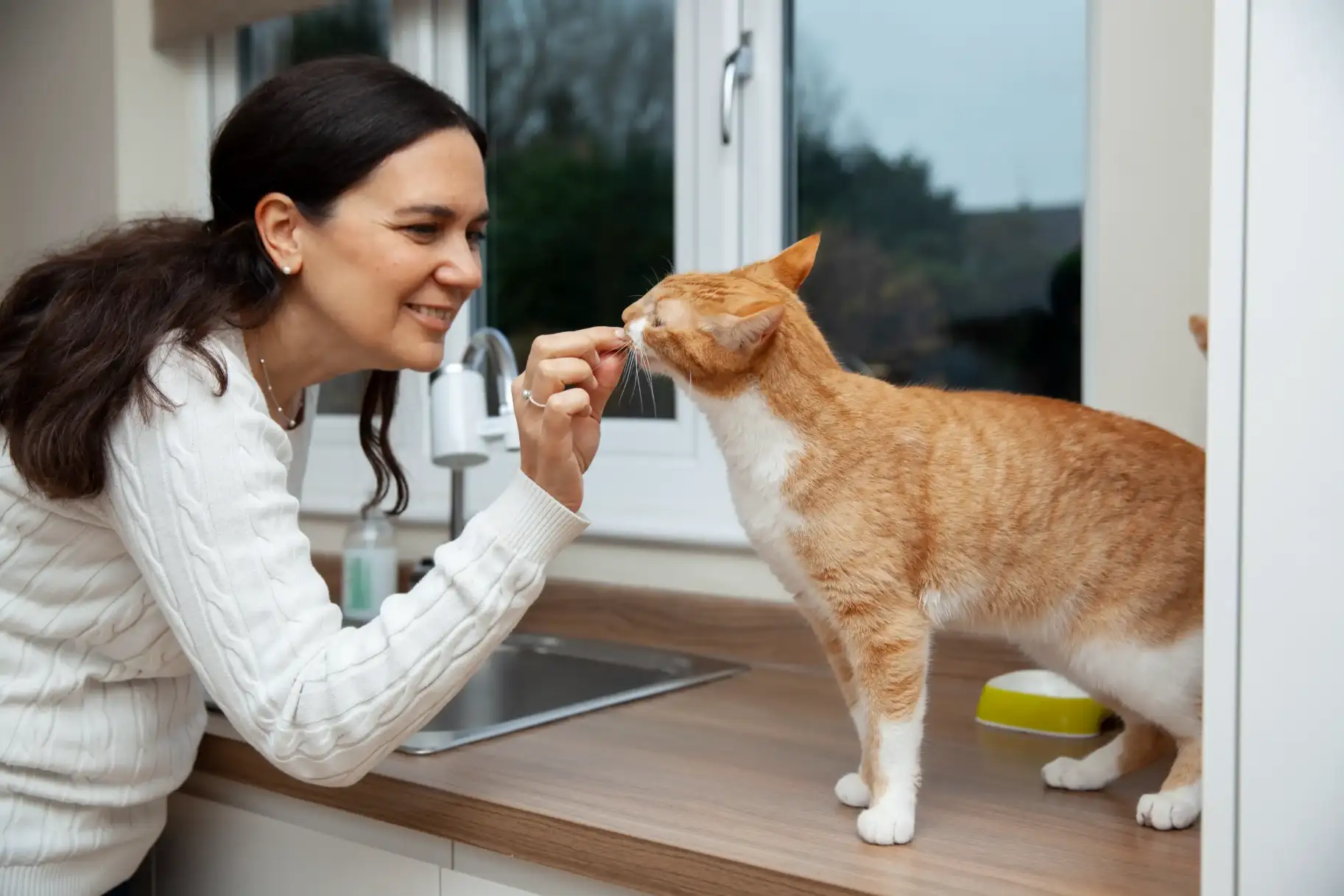 Healthy Cats: A Simple Guide to Cat Nutrition